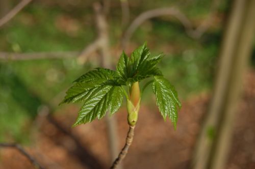 Green Begining 2006