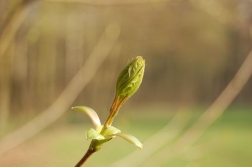 Green Begining 2006